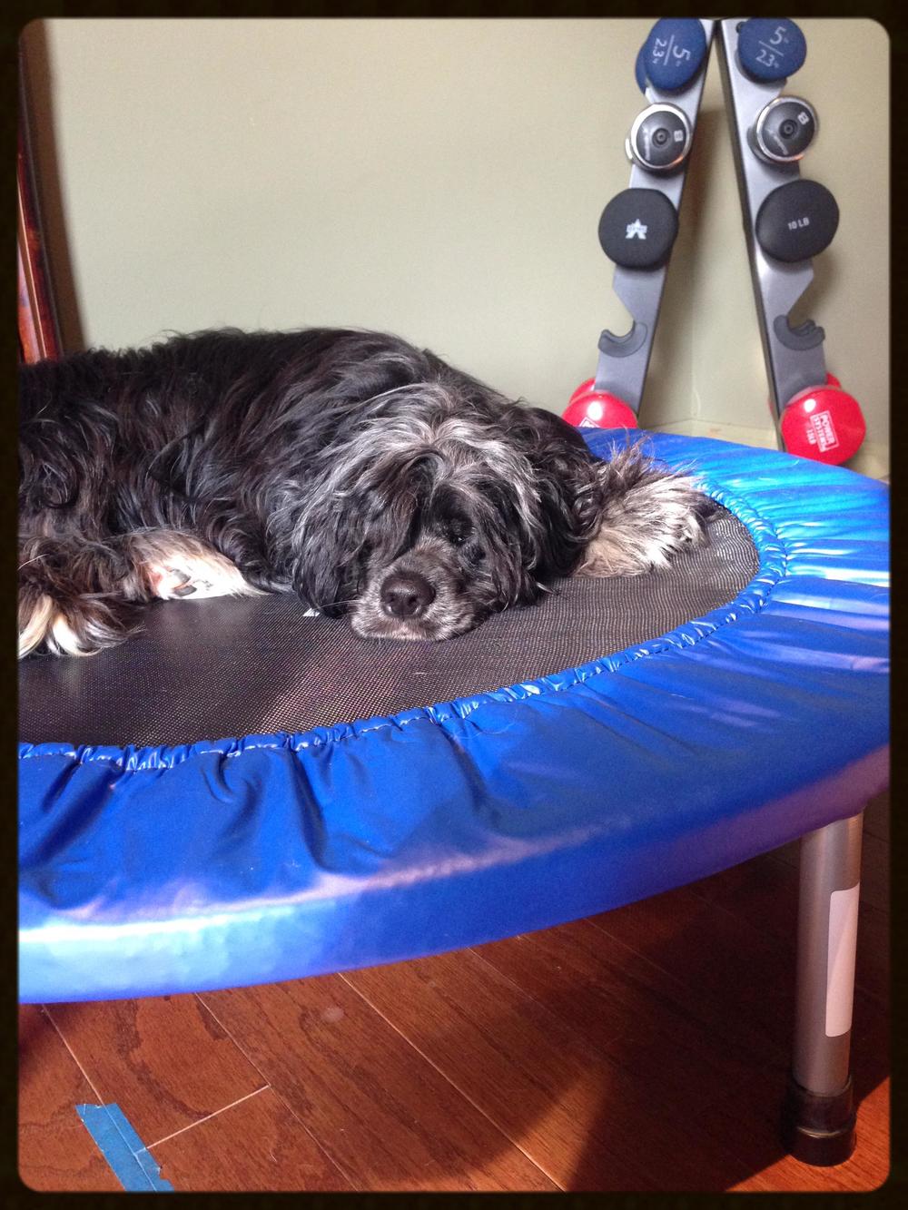on my rebounder (while i workout beside him)