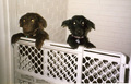 1618709-1272914-thumbnail.jpg