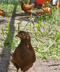 1618709-1547993-thumbnail.jpg