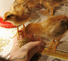 1618709-1452038-thumbnail.jpg
