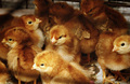 1618709-1430322-thumbnail.jpg