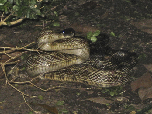 big%20snake.jpg