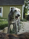 1618709-1591964-thumbnail.jpg