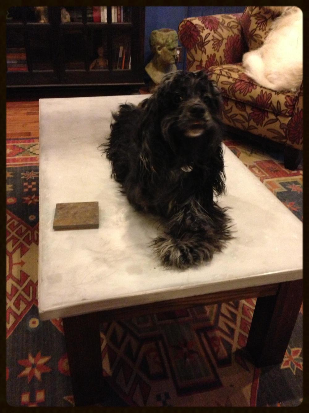 on a table (awake this time)