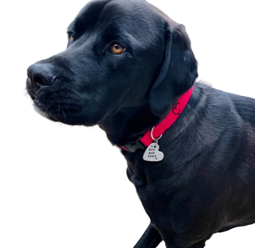 earthdog limited drop solid hemp adjustable collar in fire red colorway