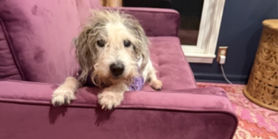 Jack the terrier, a beloved rescue dog and one of my “heart dogs,” relaxing at home.